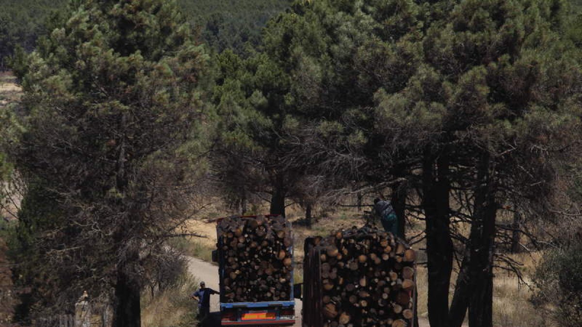 La madera recogida, 746 metros cúbicos al día, es llevada por 23 camiones que operan en la zona.