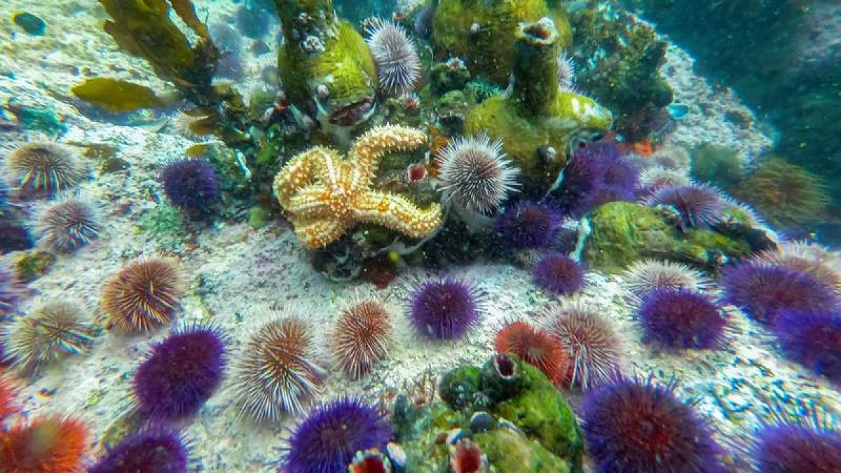 Una estrella de mar se desplaza a lo largo de un arrecife entre erizos de mar en el océano Índico. NIC BOTHMA