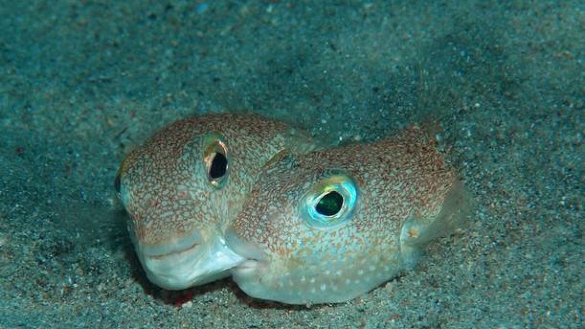 Un macho y una hembra de 'Torquigener albomaculosus', durante el cortejo.