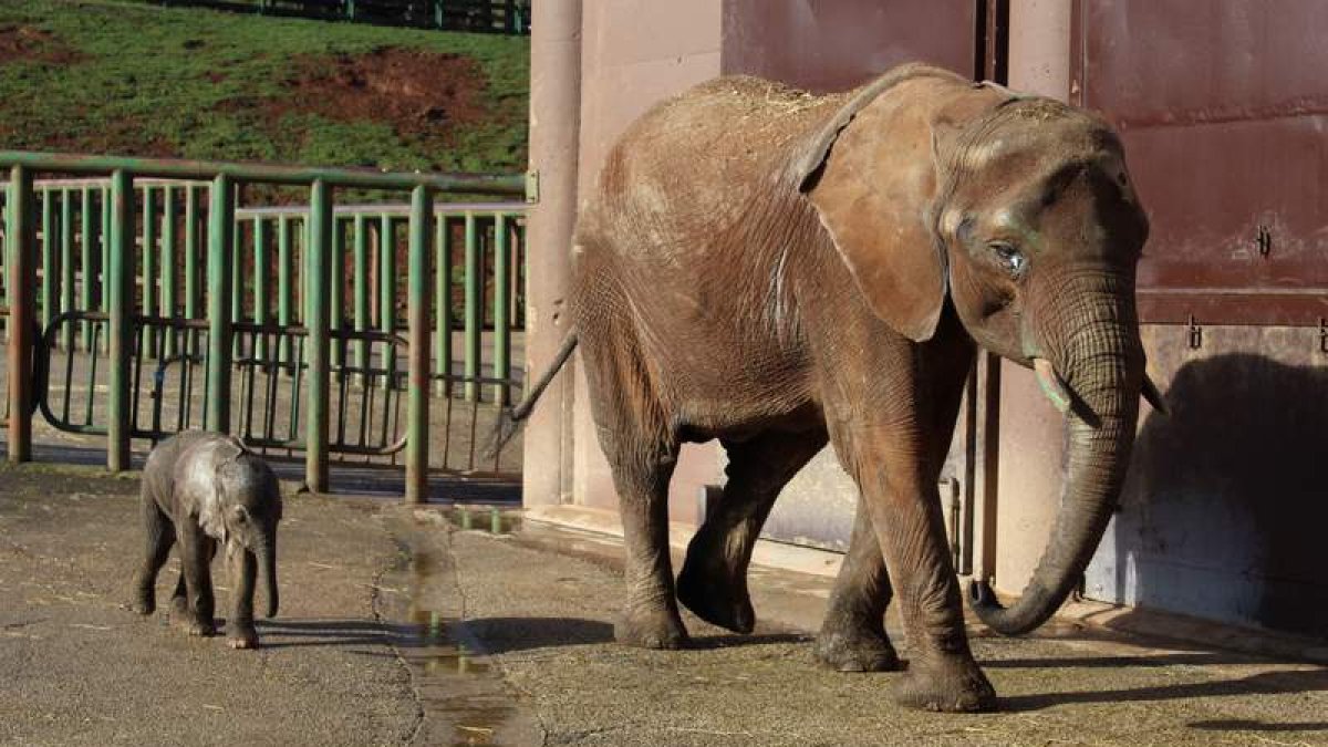 La elefanta Cristina y su cría en una zona acotada del Parque de la Naturaleza de Cabárceno. CELIA AGÜERO