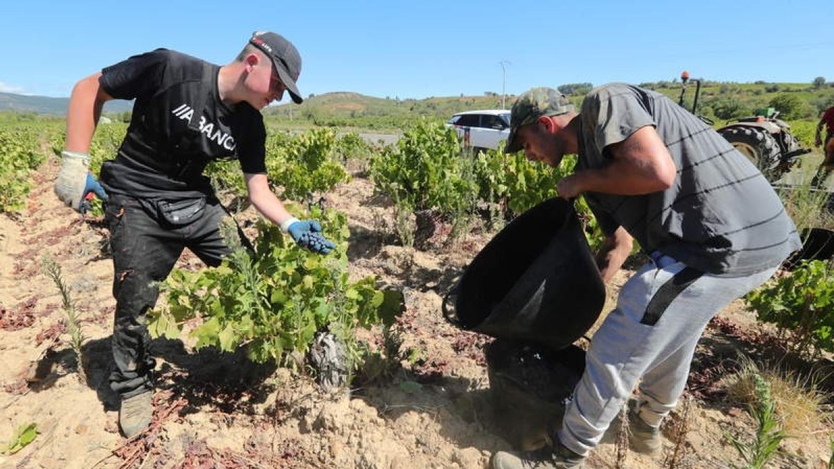 Vendimiadores a media mañana en viñedos próximos a Valtuille de Abajo. L. DE LA MATA