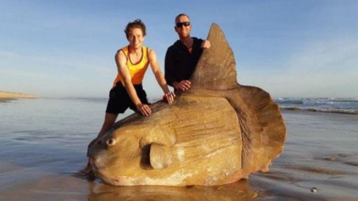 Pez luna hallado en la desembocadura del río Murray, en Australia