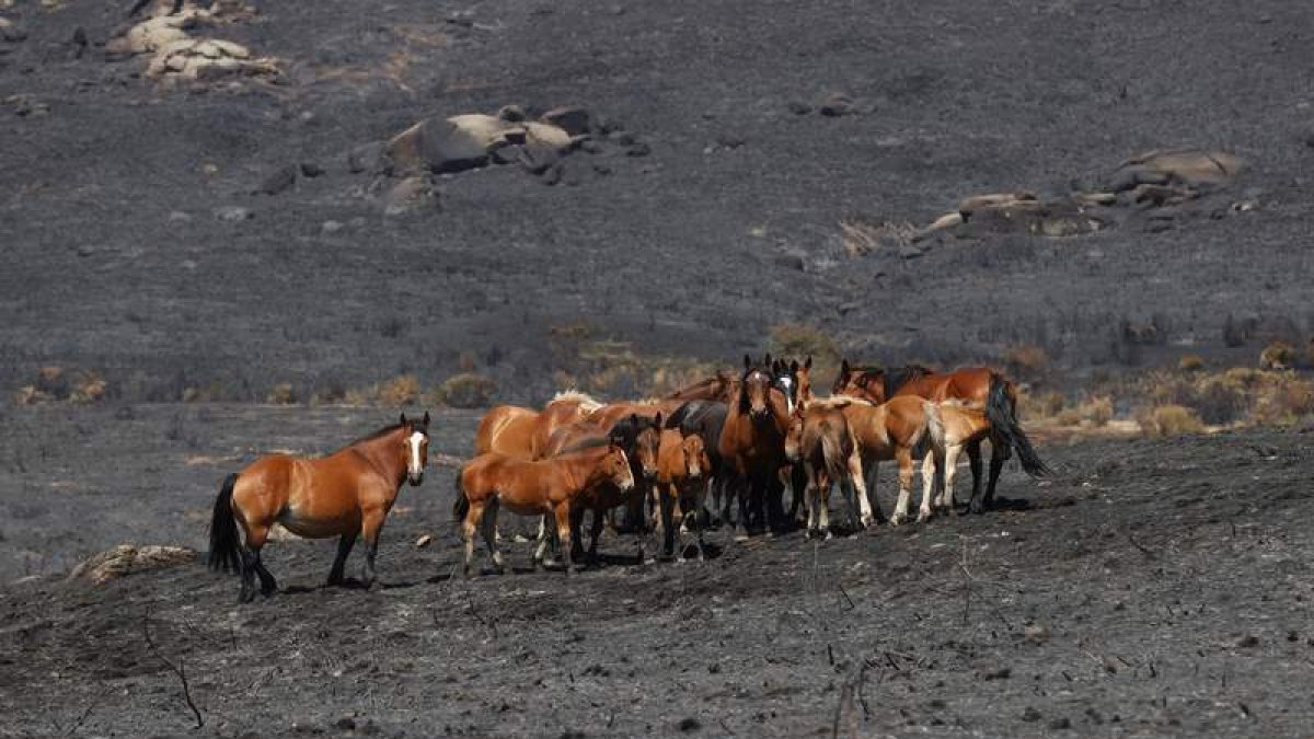 Una manada de caballos busca pasto en la zona arrasada por el fuego en Navalacruz, Ávila. JUAN CARLOS HIDALGO