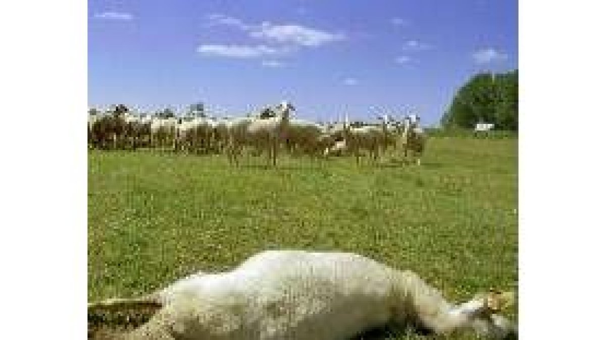Una oveja yace muerta tras víctima del ataque de una manada de lobos