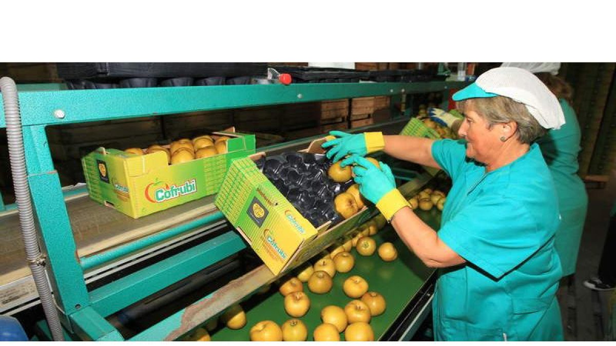 Trabajadoras de la cooperativa Cofrubi, ayer por la tarde, envasando las manzanas reinetas recién cosechadas.