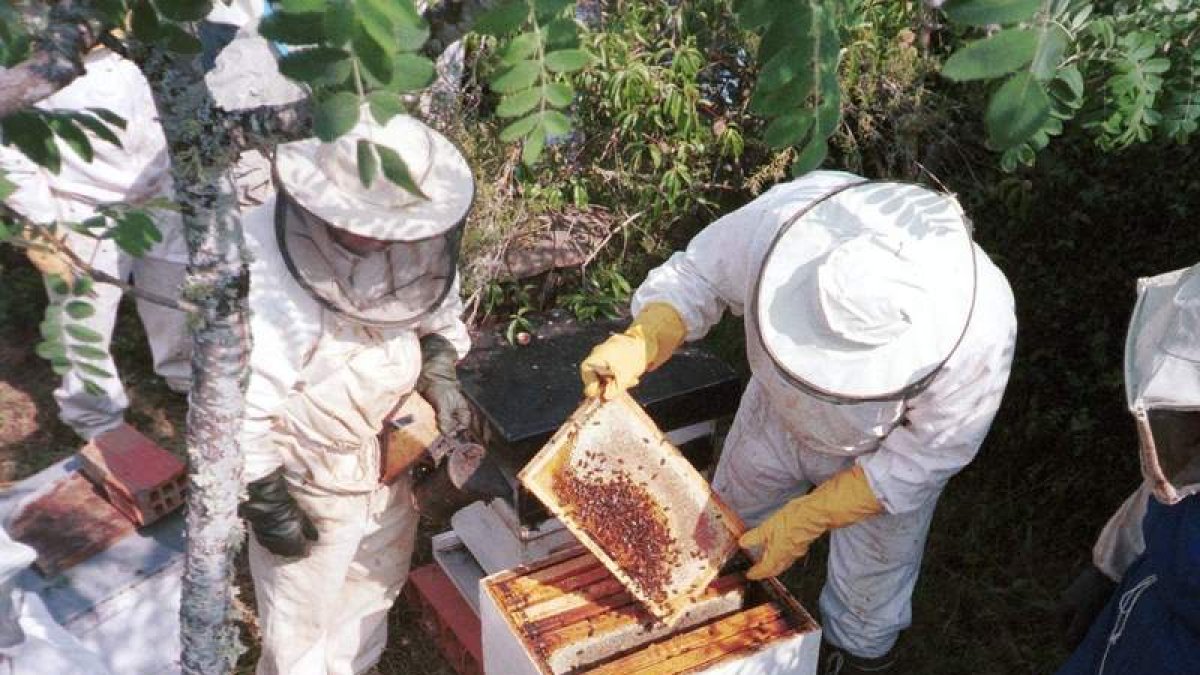 Seminario de apicultores en la zona de la Maragatería, en una imagen de archivo. DL