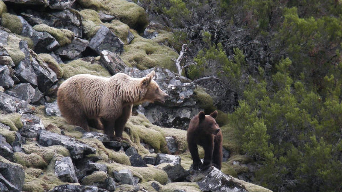 Una osa y su osezno en un paraje de la cordillera Cantábrica. FOP