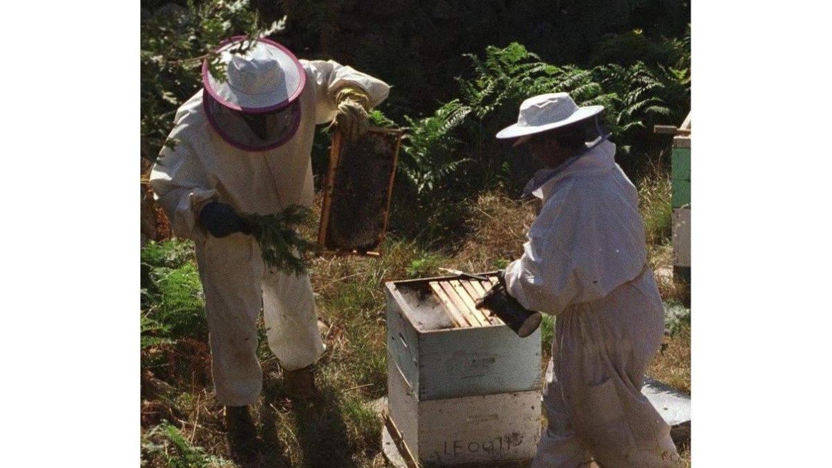 Imagen de archivo de dos apicultores con una colmena.