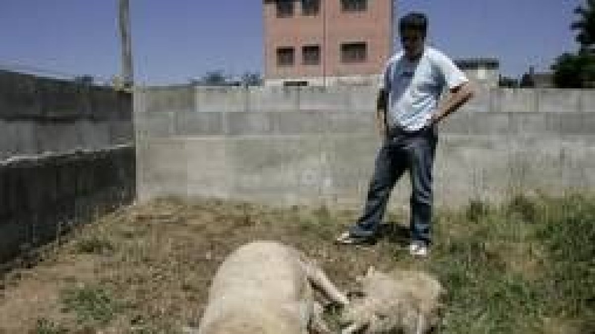 Una de las ovejas atacadas esta semana por los canes en La Placa