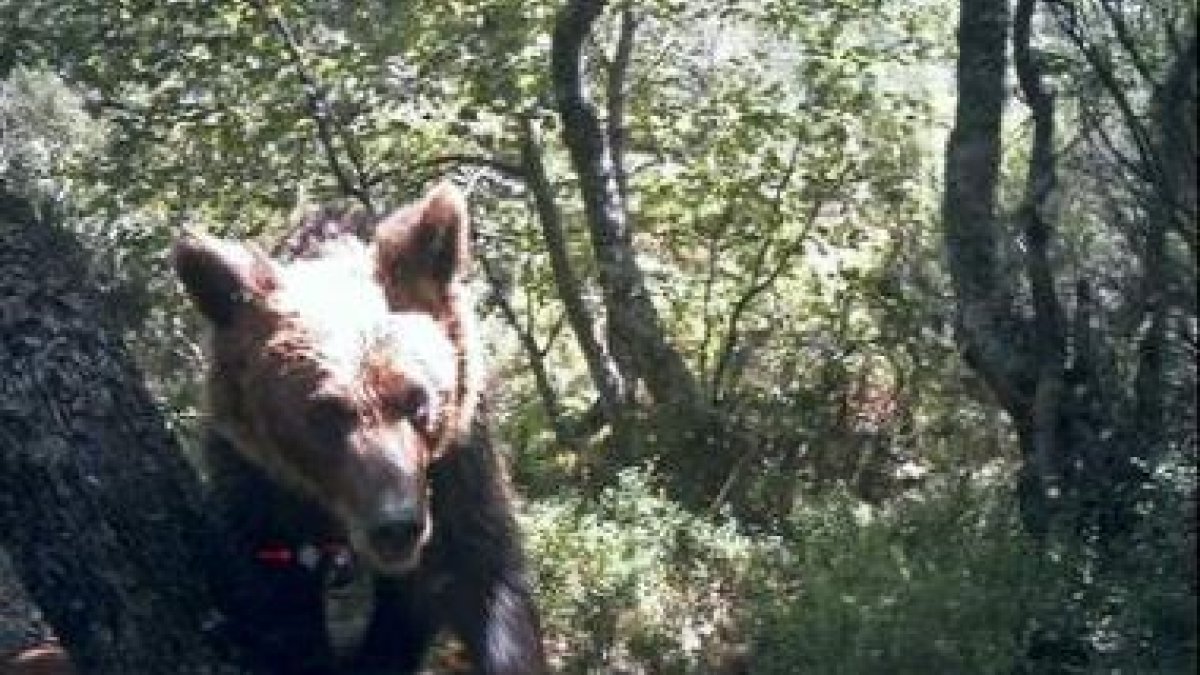 El joven oso retratado en un hayedo de León por la cámara del Fapas; entre su cuello y su pata derec