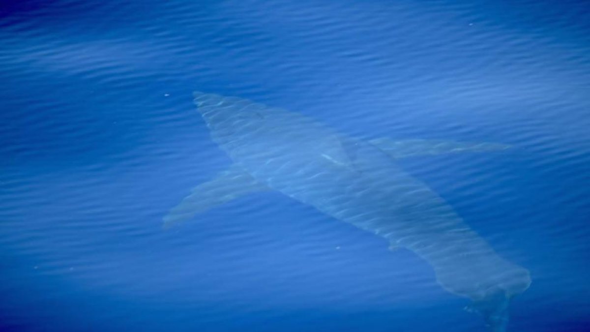 Tiburón blanco avistado en aguas de las Baleares, cerca de Cabrera, por la expedición científica Alnitak.