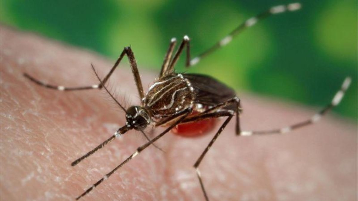 El dengue es una infección vírica transmitida por la picadura de las hembras infectadas de mosquitos Aedes.