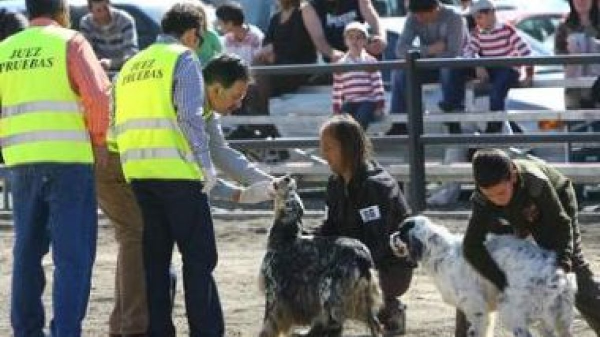 El número de ejemplares que participó en el concurso de belleza canina fue considerable