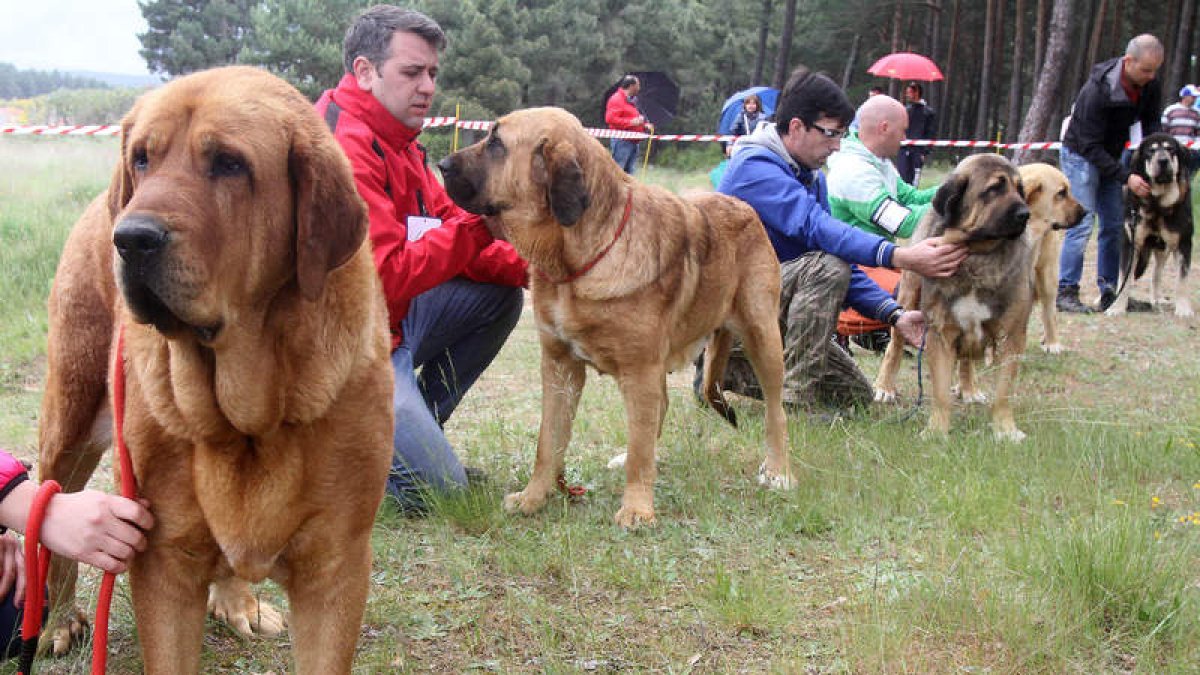 El concurso de perros mastines contó con la participación de más de treinta ejemplares