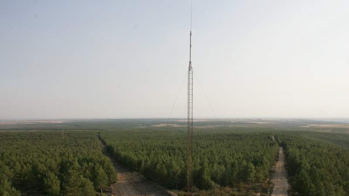 La reforestación ha permitido ampliar en 4.000 hectáreas la masa de pinos de Camposagrado.