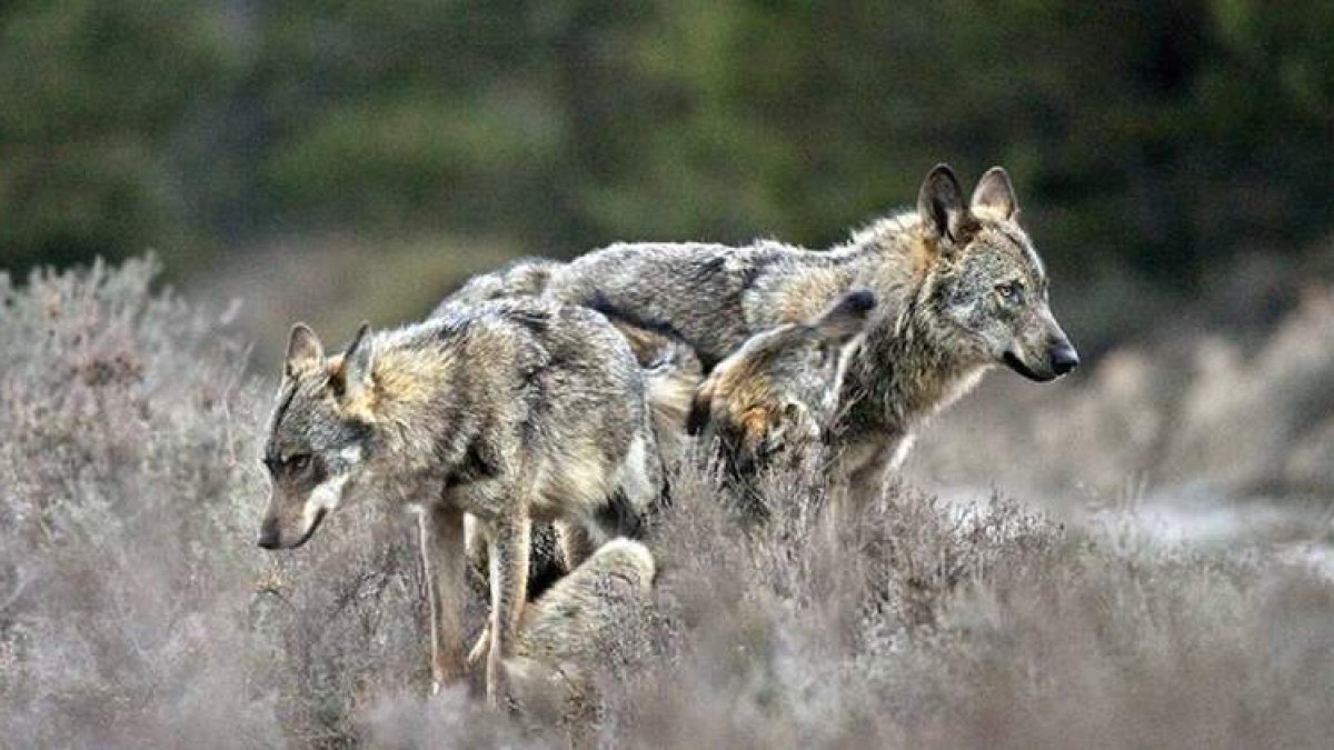 Imagen de dos lobos, una de las especies ibéricas más amenazadas. ANDONI CANDELA