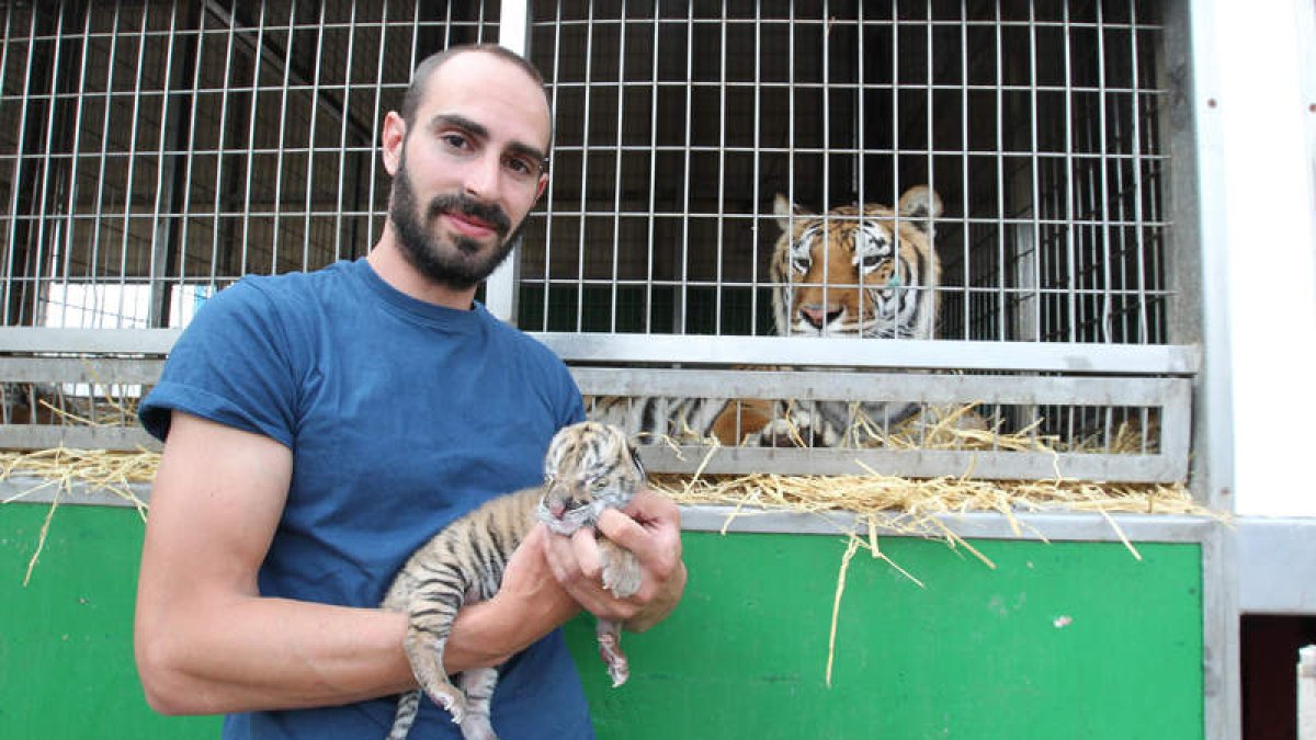 Ivano Macaggi, del Circo Wonderland, con el pequeño tigre León a la vista de su madre, Balú.