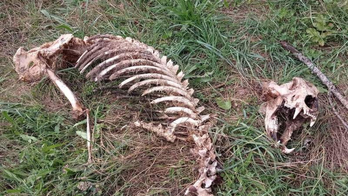 Restos del esqueleto de oso encontrados en Fasgar. DL