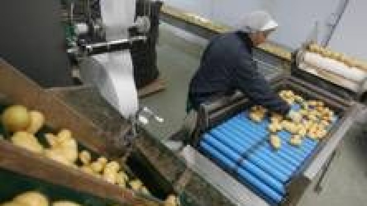 La exportación de patatas aportó 17 millones de euros a Castilla y León
