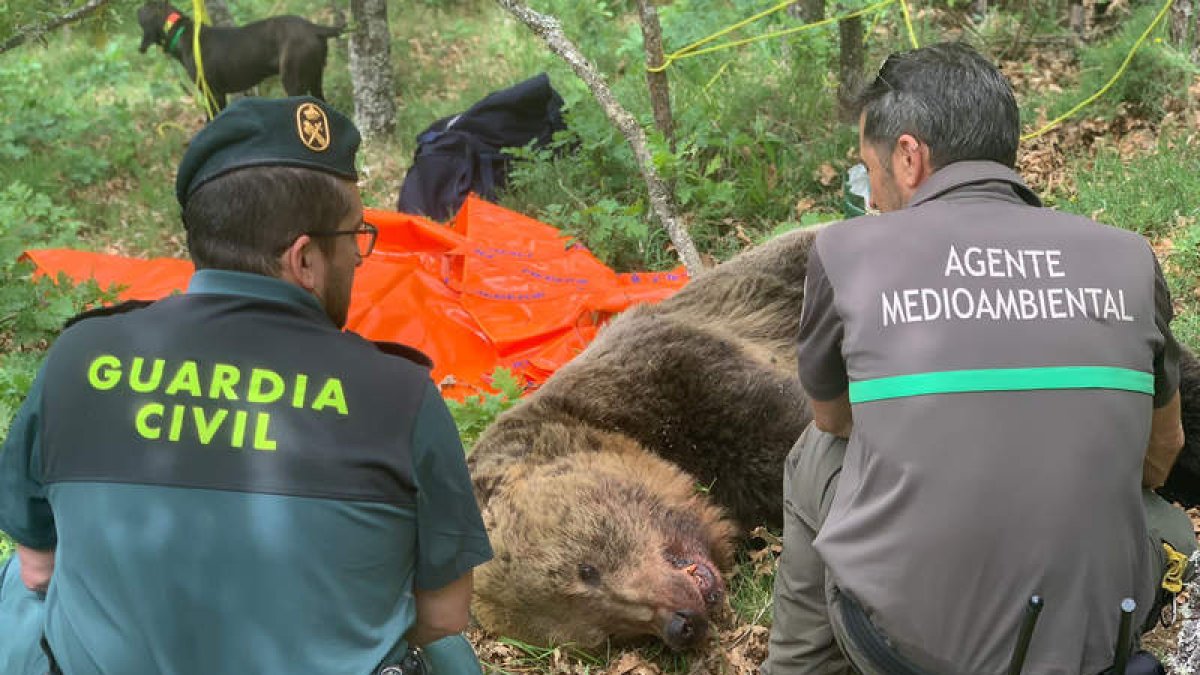 Imagen del oso muerto en la montaña de Palencia. JUNTA DE CASTILLA Y LEÓN