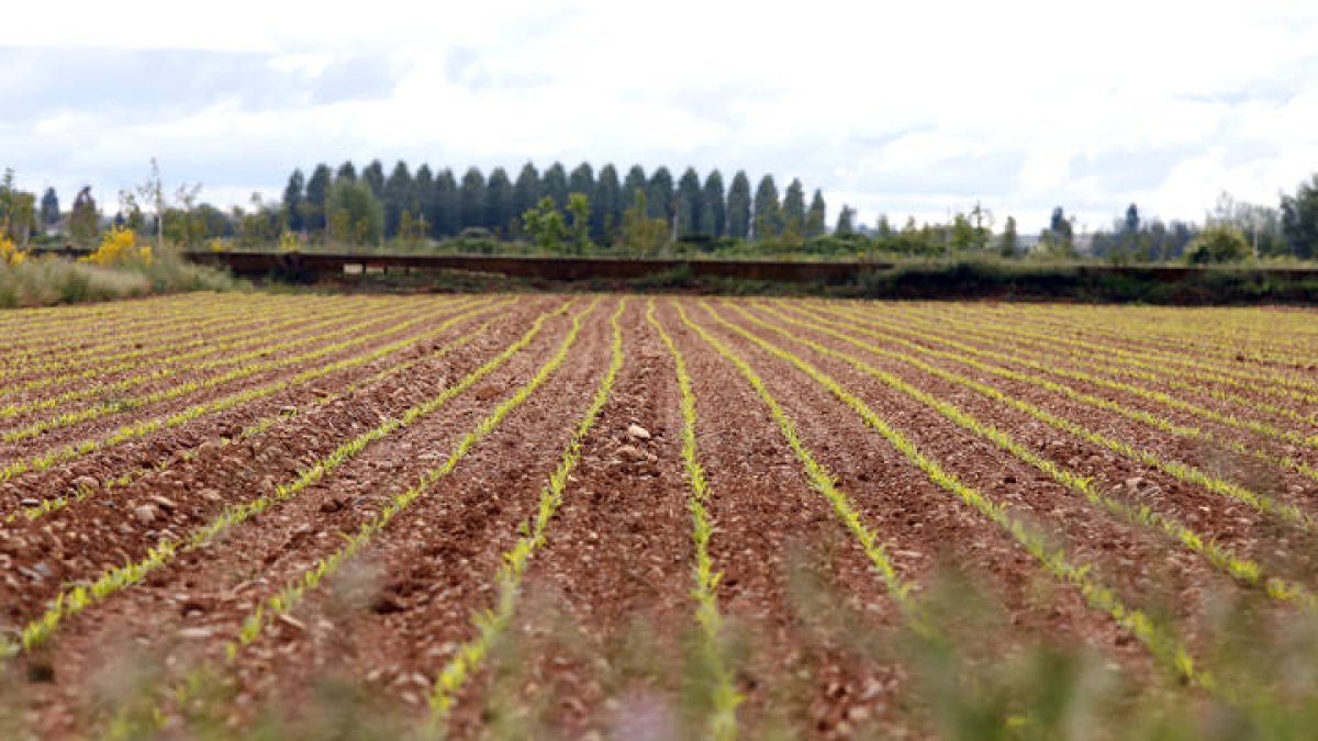 Cultivo de maíz. MARCIANO PÉREZ