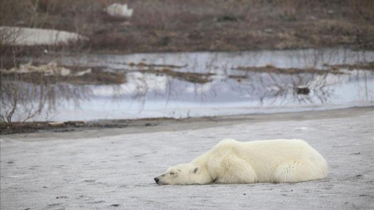Oso polar en Talnaj, a 500 kilómetros al sur de su hábitat.