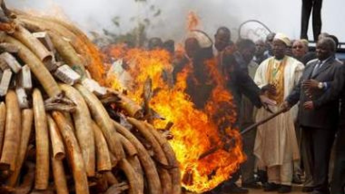 El presidente keniano Mwai Kibaki prende la gigantesca pila de colmillos de elefante.