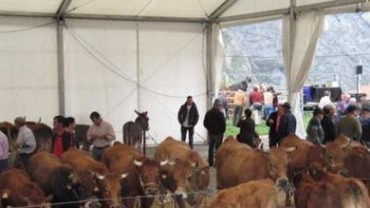 Muestra de ganado en una anterior edición de la feria.