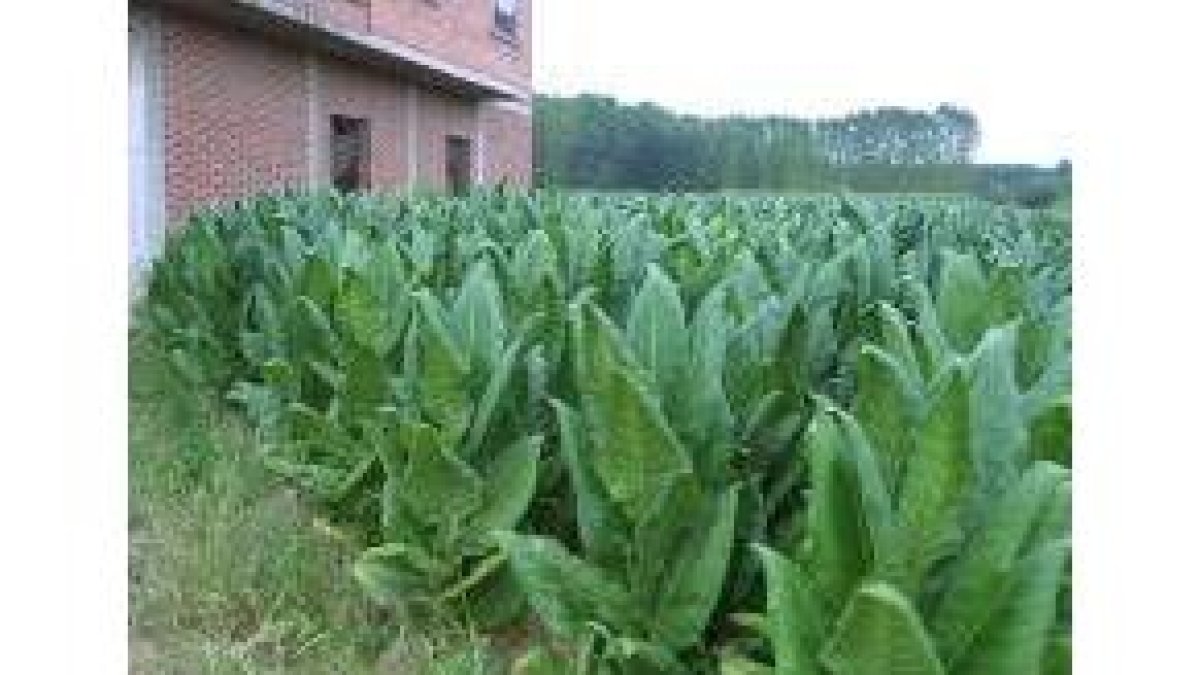 Los productores de tabaco generan al año 136.000 kilos en la comarca