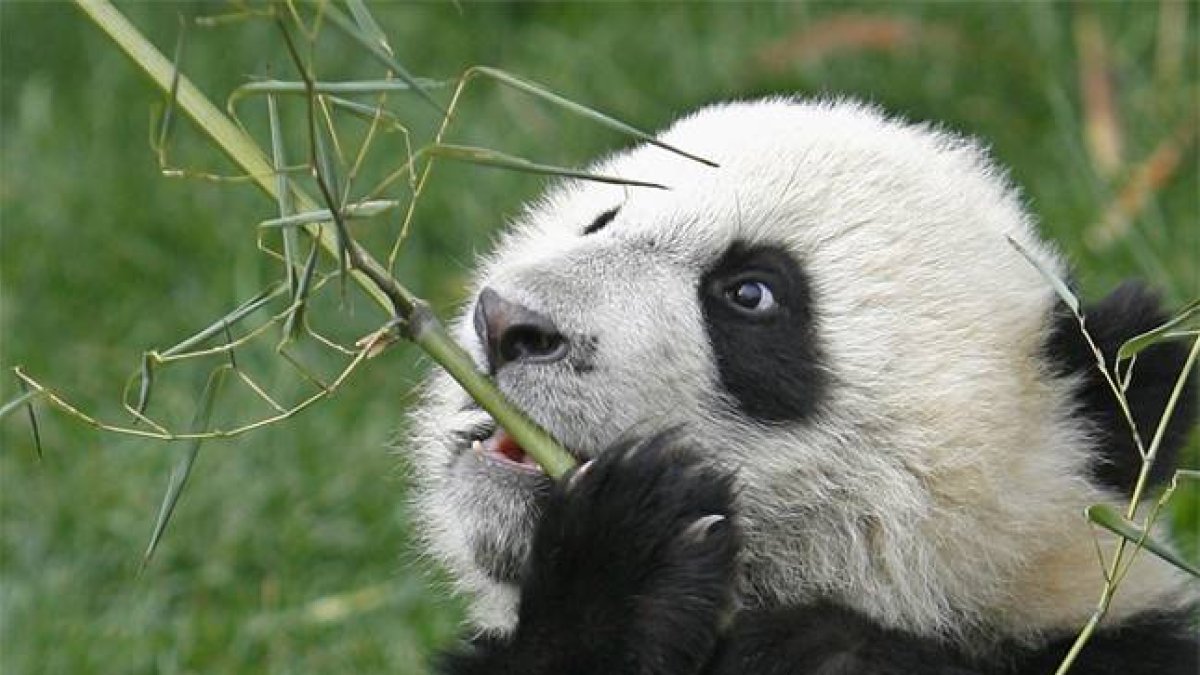Un oso panda se come un tallo de bambú.