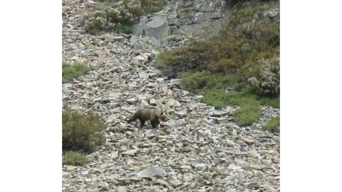 El oso merodea por diversos parajes de la montaña central