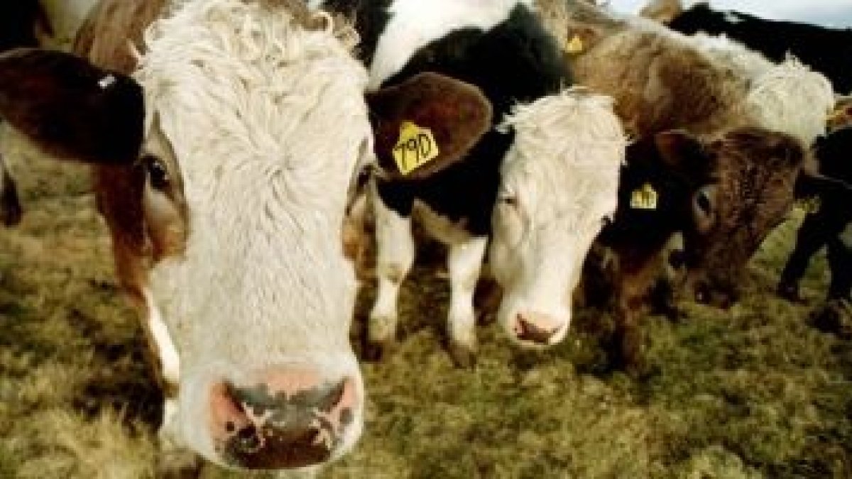 En la últimas semanas se están enviando más vacas al matadero. DL