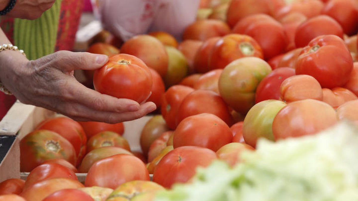 El sabroso tomate de Mansilla de las Mulas  será el protagonista de la feria el día 27. FERNANDO OTERO