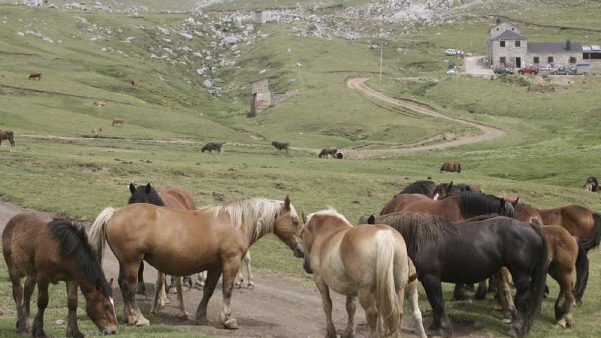 Un grupo de caballos pastando en una zona de la montaña leonesa. RAMIRO