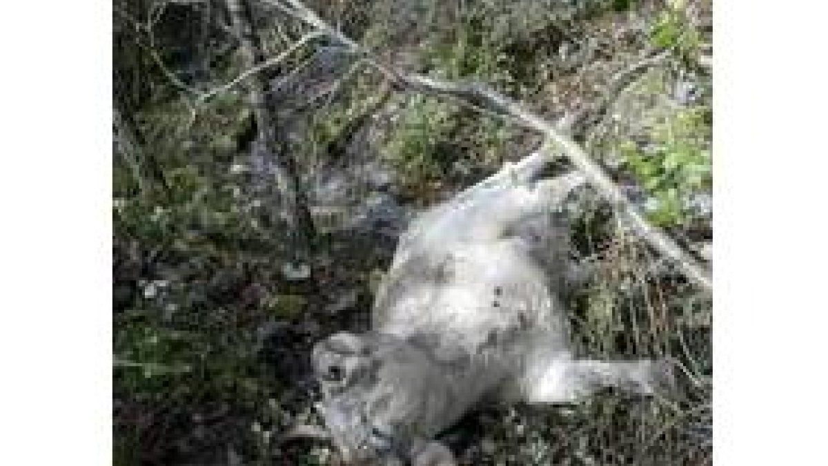 Una de las vacas, víctima de las batidas de los cazadores de La Cabrera