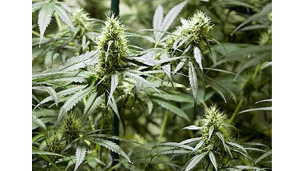 Plantación doméstica de cannabis