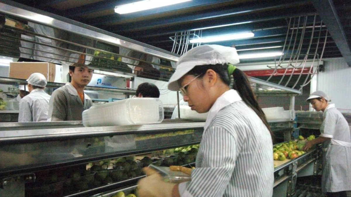 Ciudadanos chinos trabajando en una cooperativa agraria.