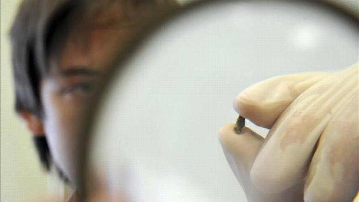 Un investigador muestra uno de los restos de meteorito hallado en los Urales.