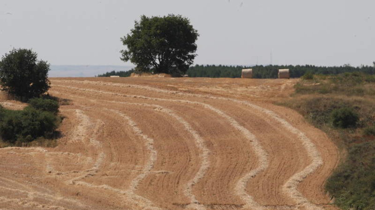 La organización agraria defiende el papel de los arrendatarios en el sector. DL