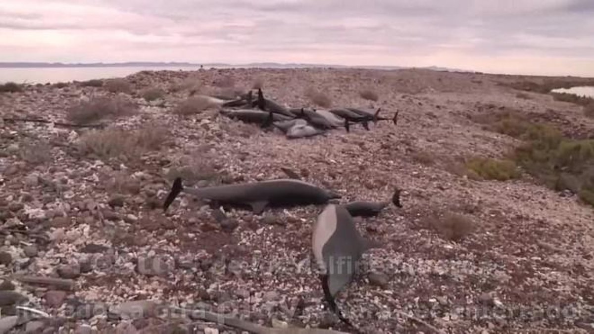 Un grupo de 52 delfines estaba varados por causas desconocidas en la playa Salinita, en la isla San José Nepomuceno
