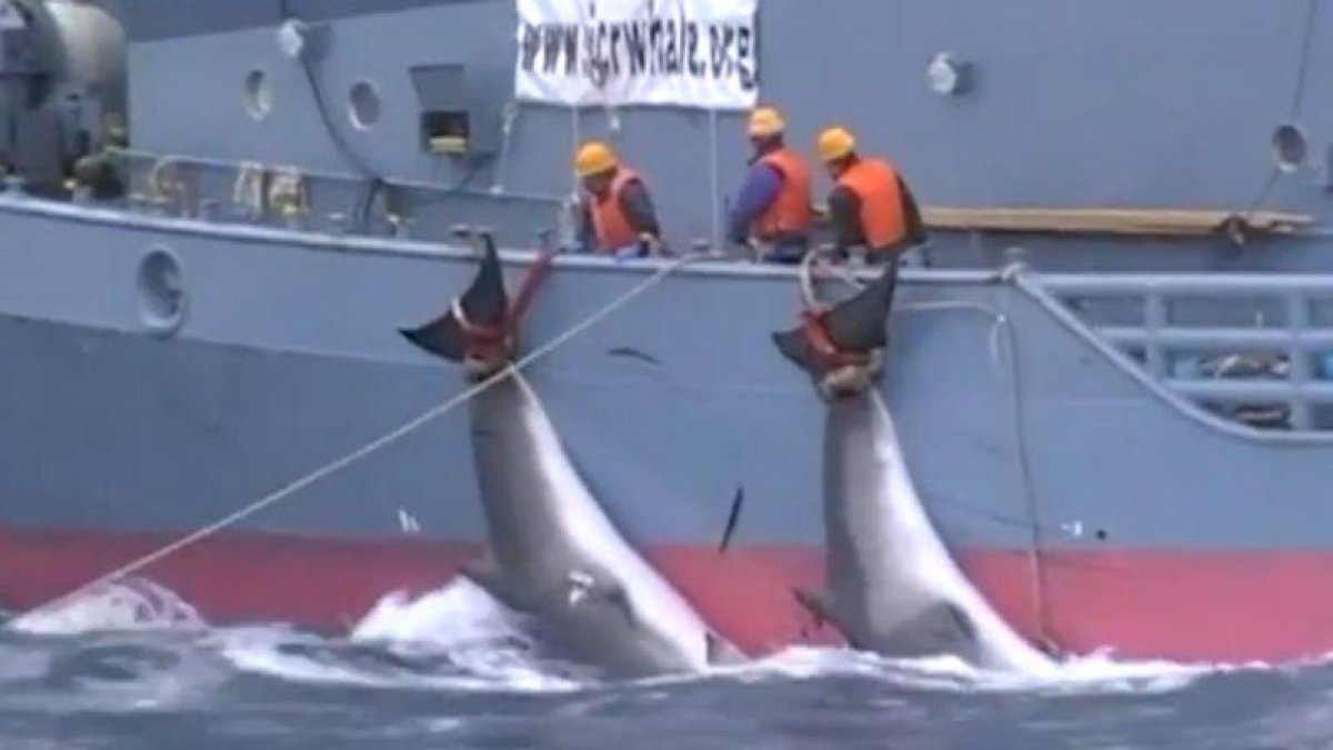Dos ballenas acabadas de cazar y siendo arrastradas por un barco japonés.