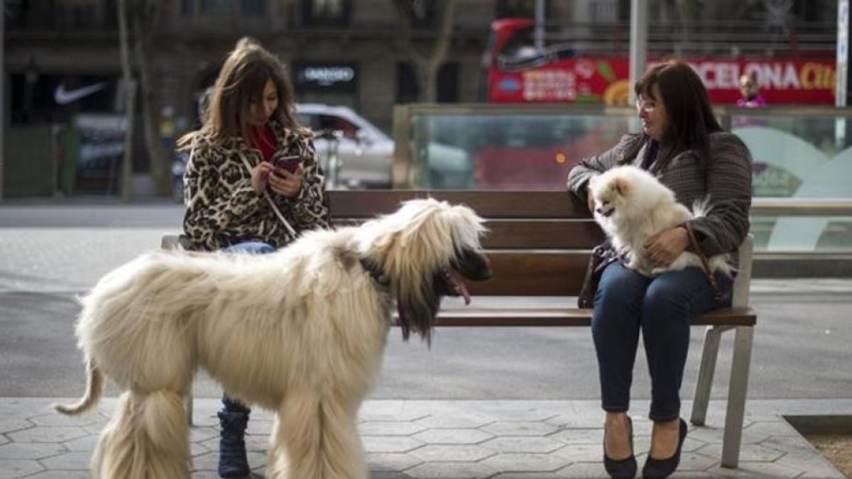 Dos mujeres con sus perros, en el paseo de Gràcia, el 20 de noviembre.