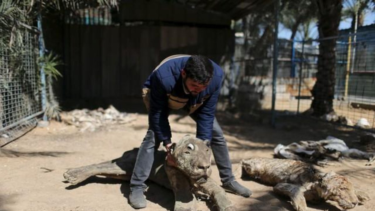 Mohammad Oweida, dueño del zoo, muestra los animales que murieron durante la guerra del 2014 en el zoo de Jan Yunis de Gaza.