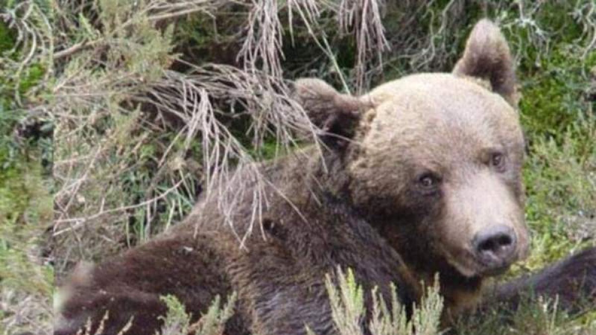 Imagen del oso, difundida en Twiter, poco antes de morir