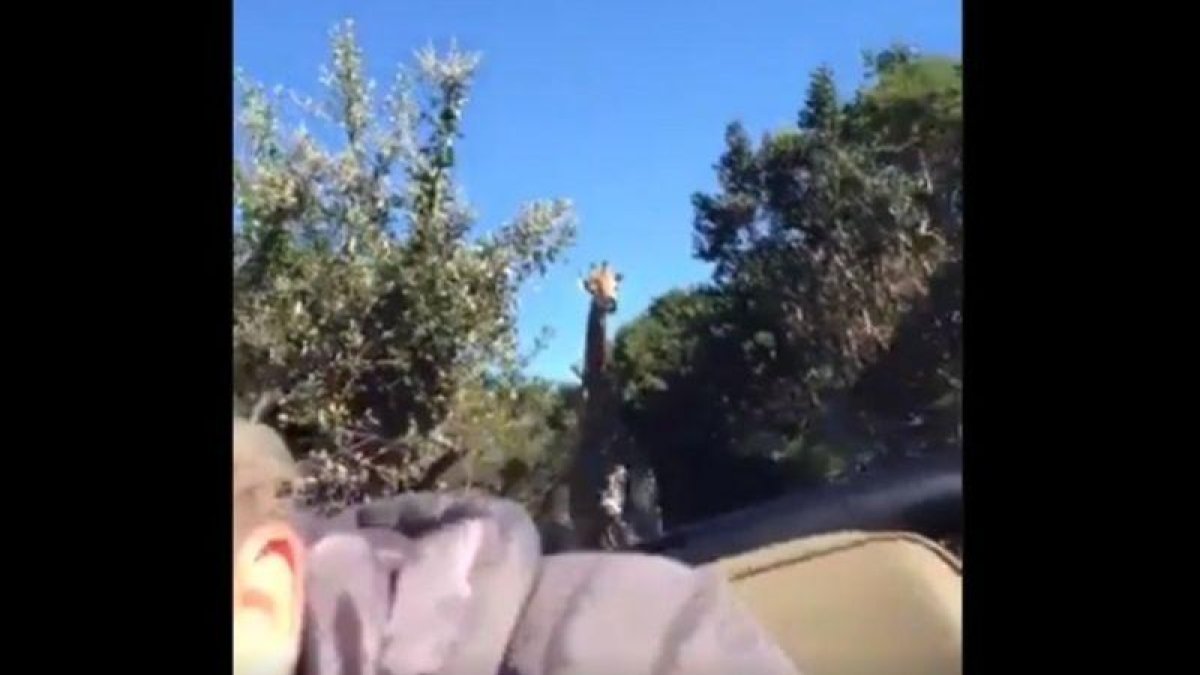 Una jirafa persigue a un grupo de personas que circula en un jeep descapotable