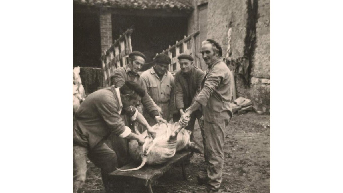 Isolina Díez y Nicasio Martínez en la huerta estrillando maíz.