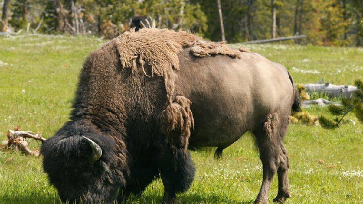 Un bisonte americano en el Parque nacional de Yellowstone, EEUU.