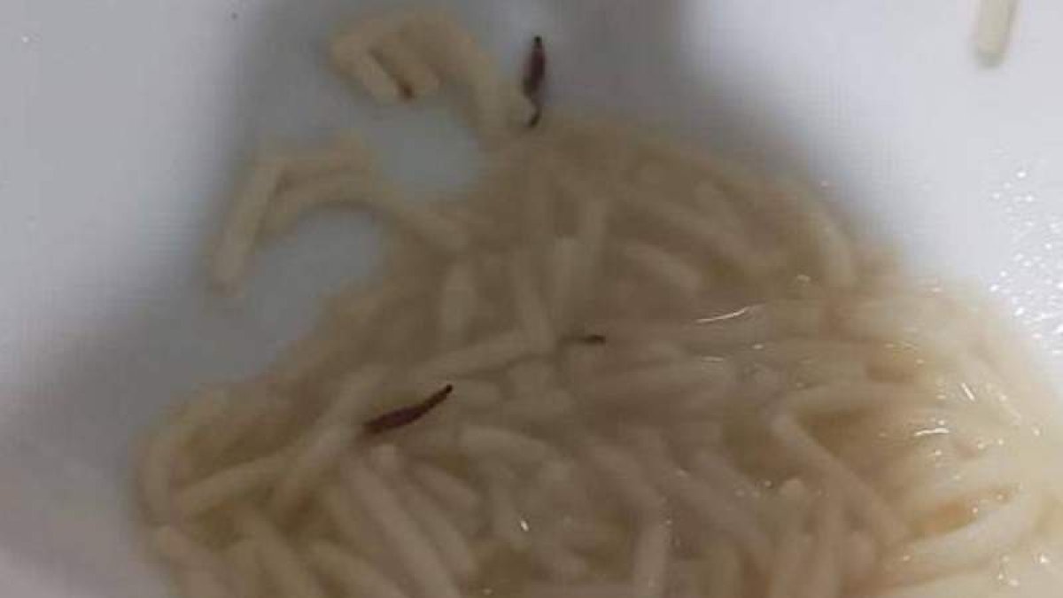 Larvas de gorgojos en la comida de la cafetería del Hospital de León. DL