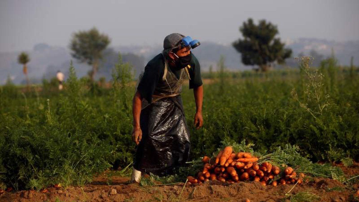 Un agricultor cosecha zanahorias en una finca de agricultura orgánica en Guatemala. ESTEBAN BIBA
