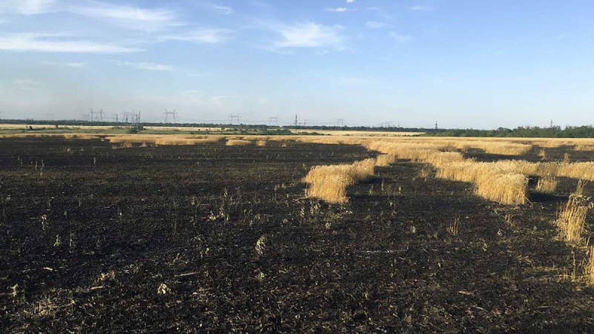 Imagen de un campo de trigo quemado. EFE